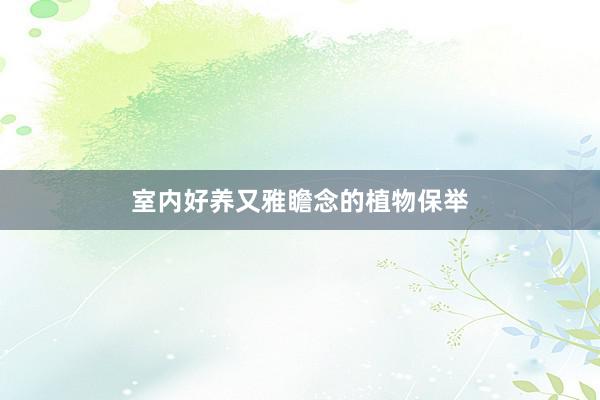 室内好养又雅瞻念的植物保举